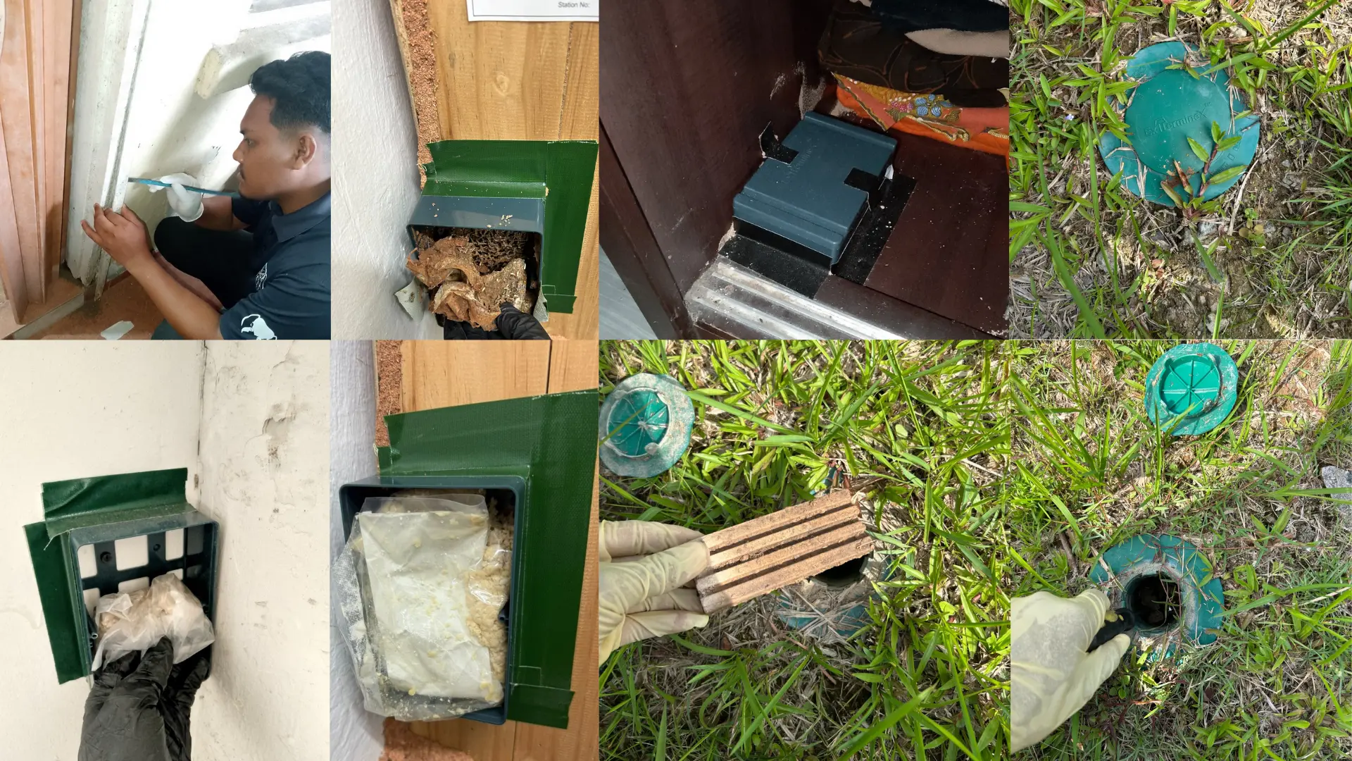 Illustration of termites for pest control services